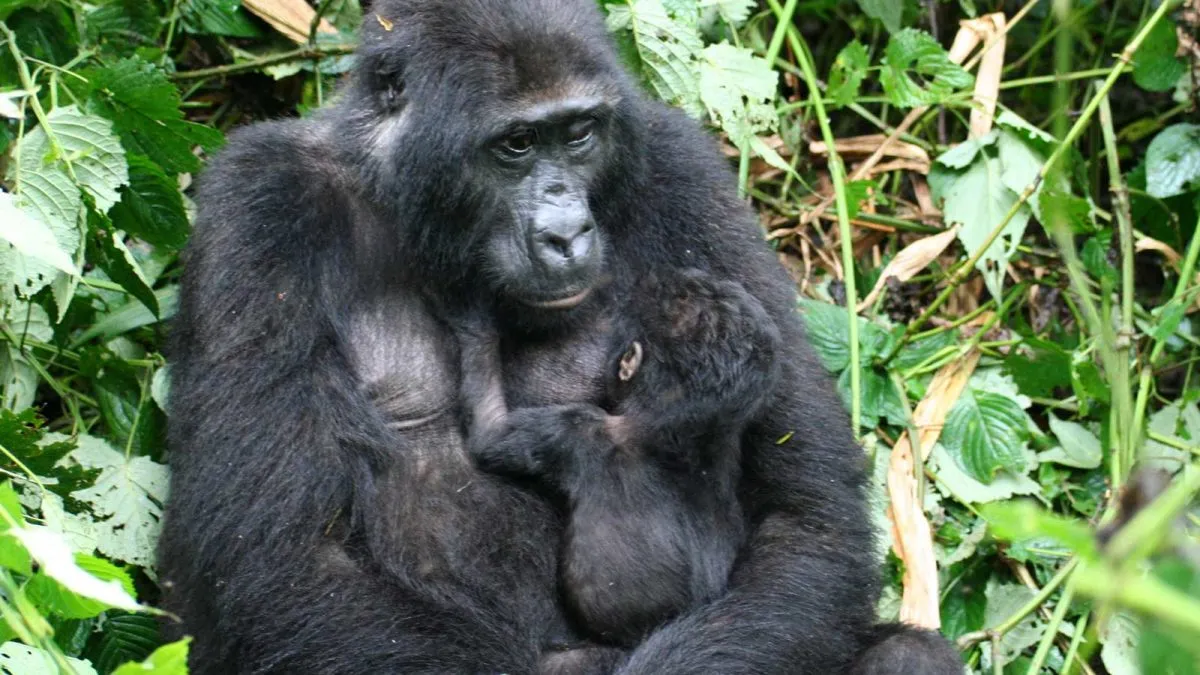 ugadna and Rwanda gorilla trekking 