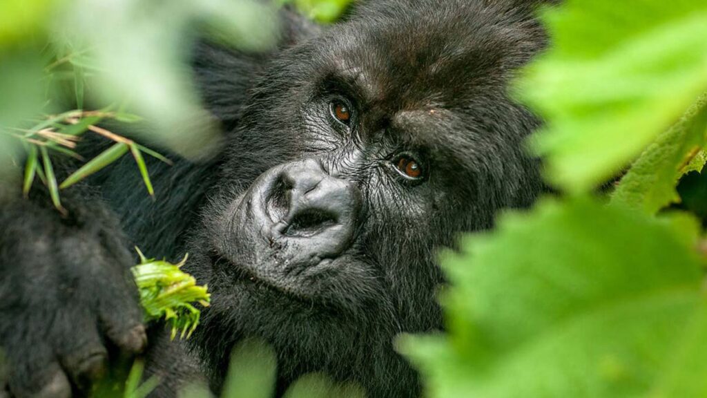 4 Days gorillas and chimpanzee safari