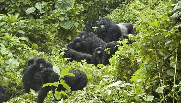 uganda gorilla trekking 
