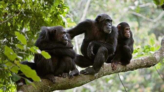chimpanzee trekking in kyambura.