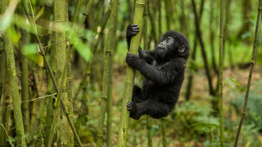 mgahinga gorilla trekking 