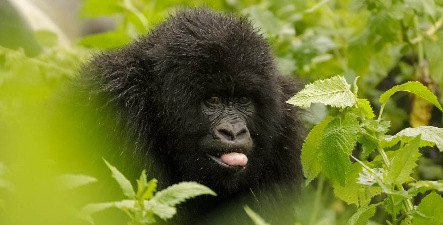 gorilla trekking in uganda 