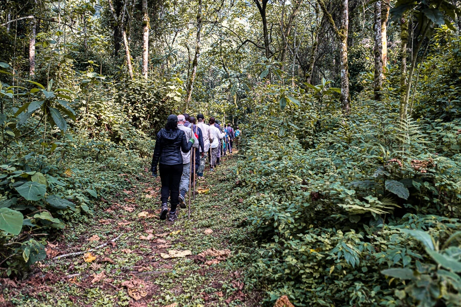 bwindi nature walks

