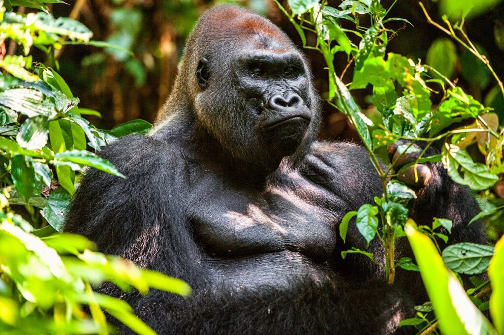 gorilla trekking in cameroon