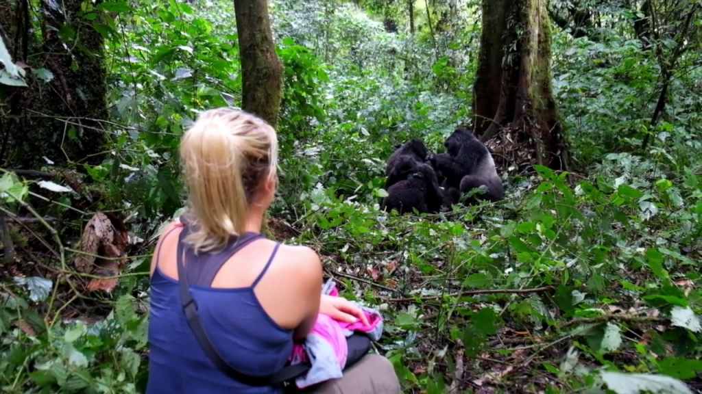 3 Days Fly in Gorilla Habituation Experience