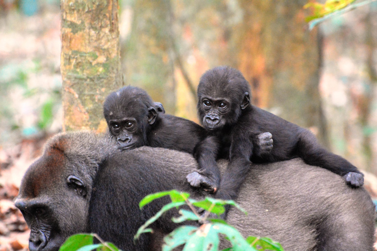 gorilla trekking in central african republic