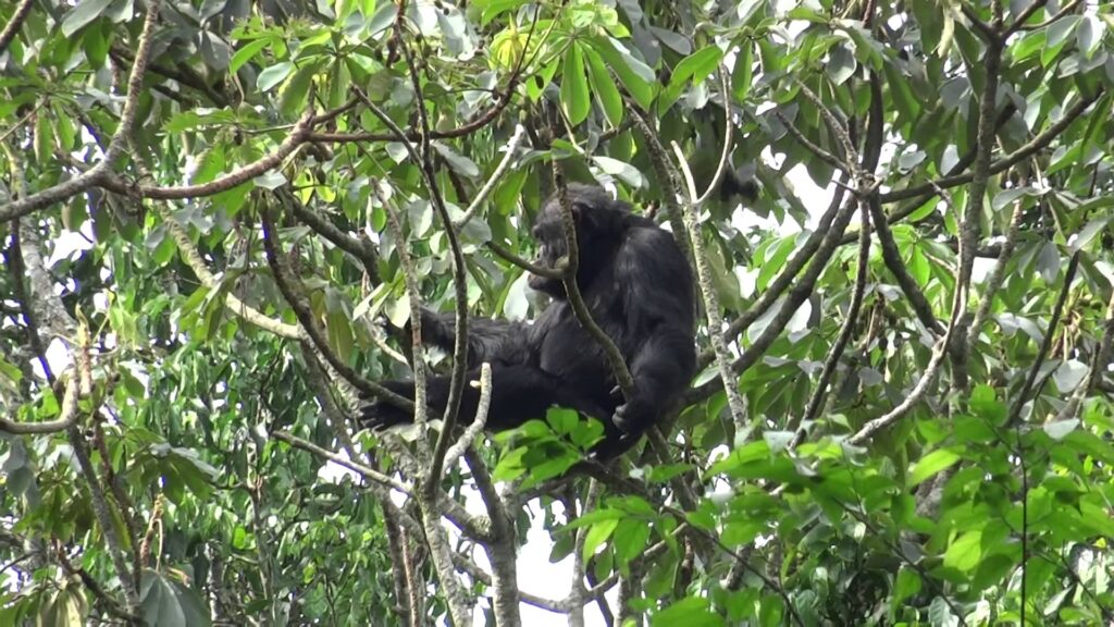 kalinzu forest chimp trekking 