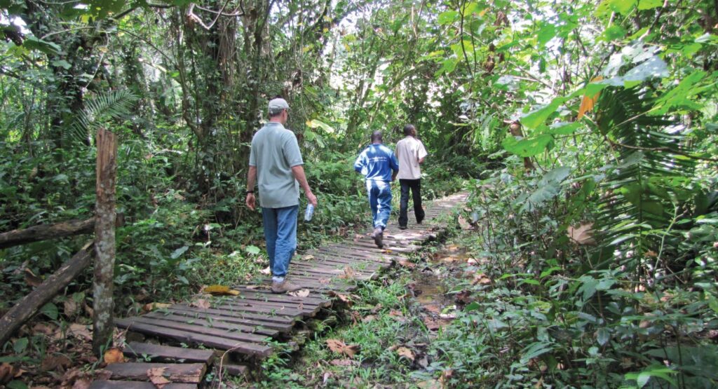 forest walks in kibale forest park
