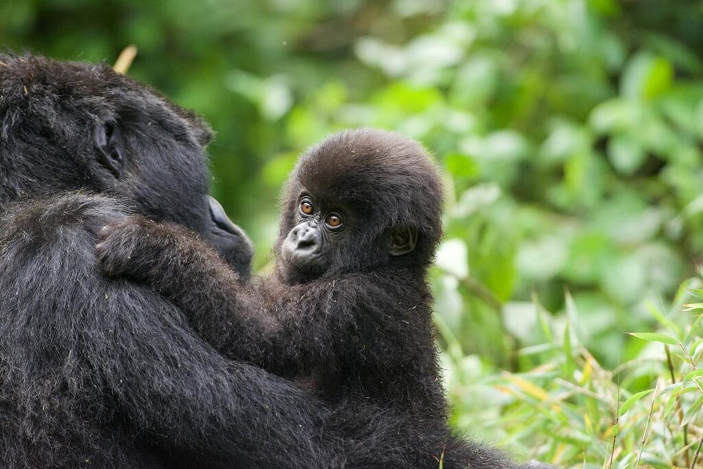 ruhija gorilla families 