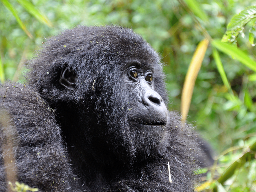 uganda gorilla trekking safari 
