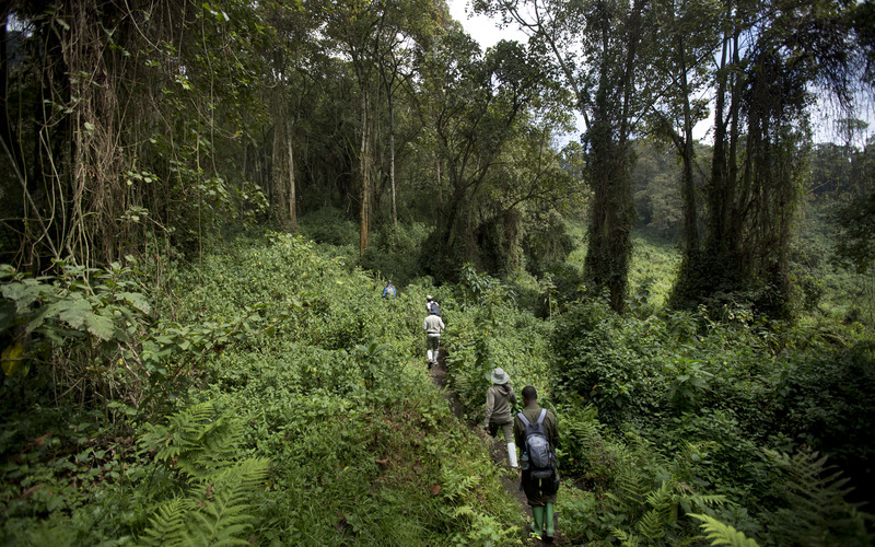 kibale forest walks