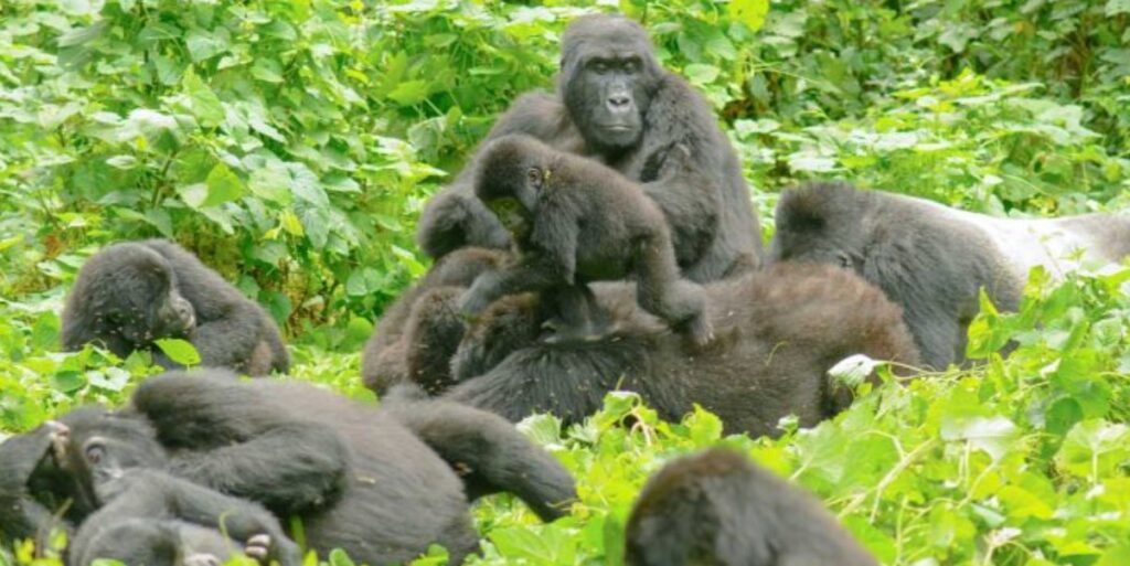 3 Days Mgahinga gorilla trekking safari
