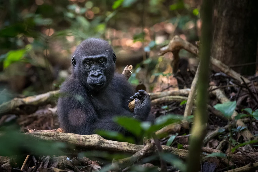 The Central African Republic gorilla trekking.