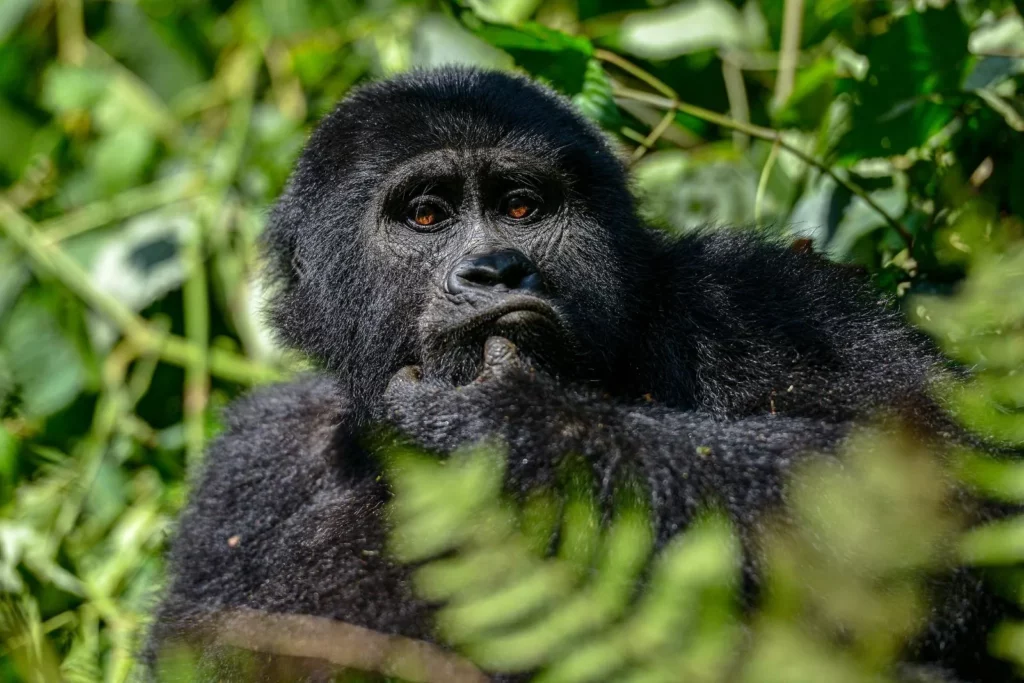 gorilla trekking for solo travellers 