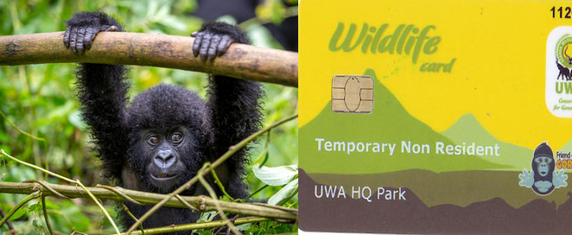 bwindi gorilla permits
