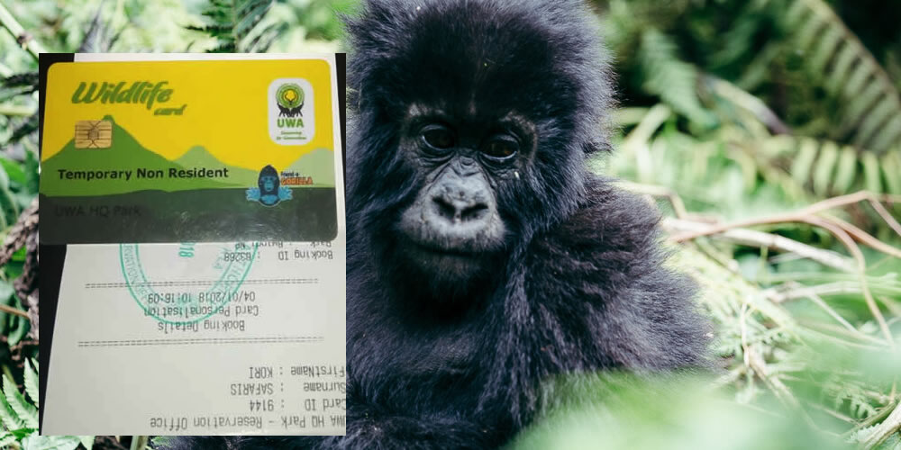 uganda gorilla trekking permits 