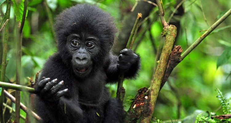 gorilla trekking for solo travlers