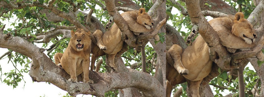 tree climbing lions 