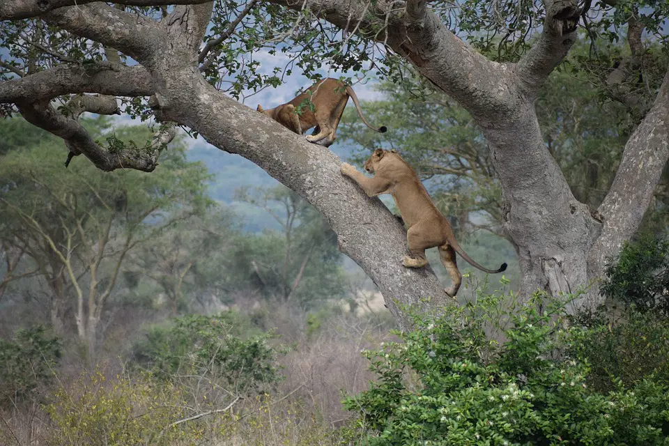 tree climbing lions in ishasa