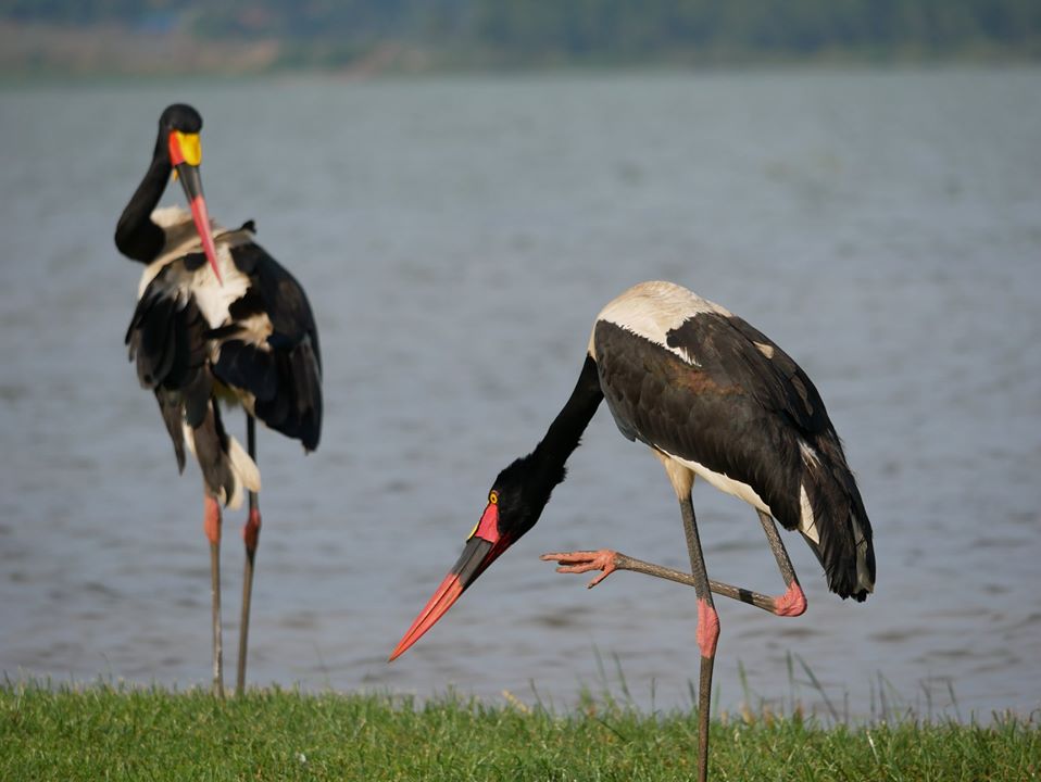 birding in lake Bunyonyi