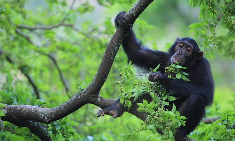 chimp trekking  in murchison falls