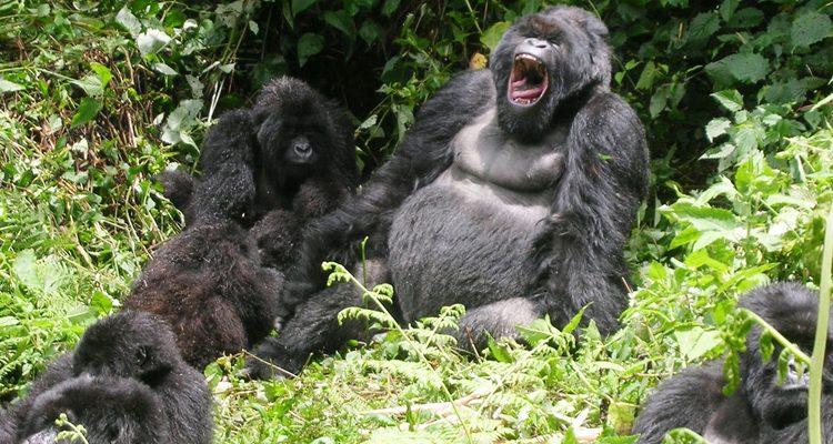 rwanda  budget gorilla trekking 
