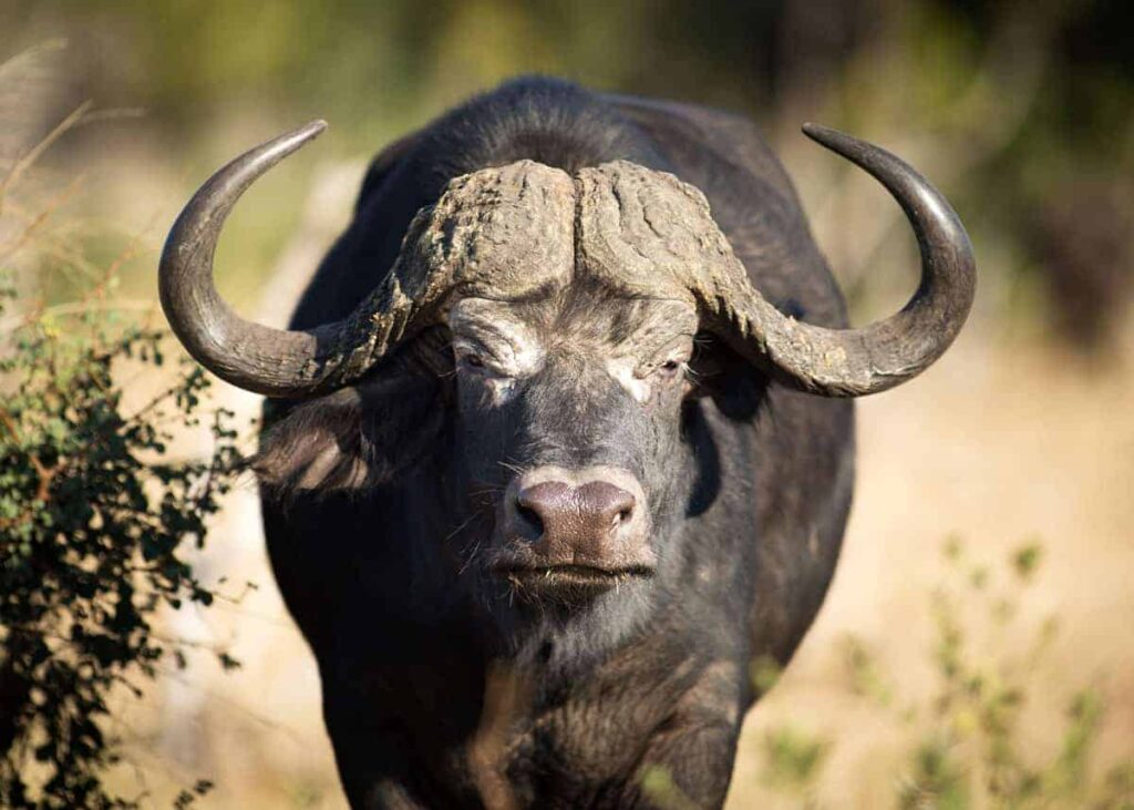 uganda buffaloes 