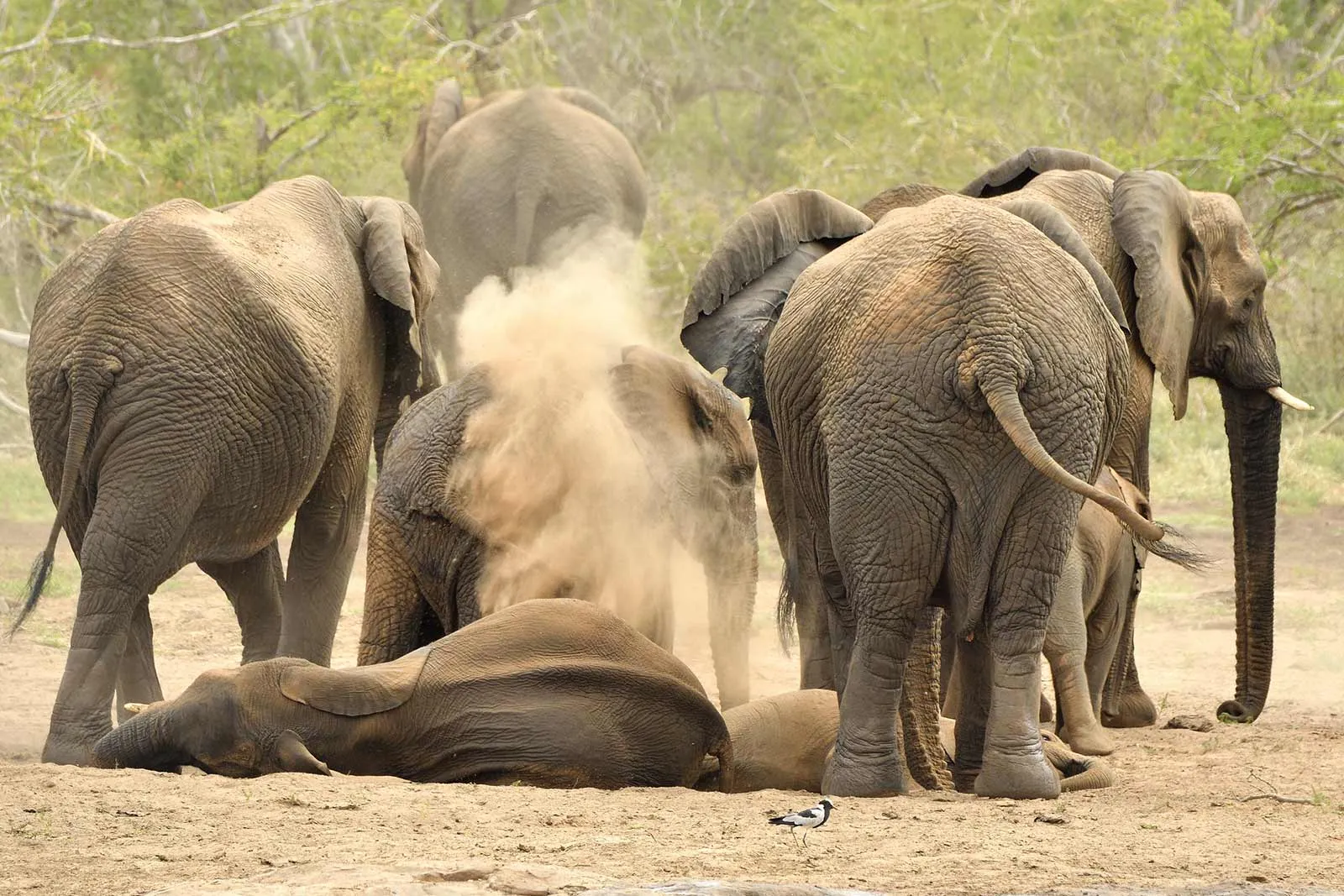 uganda elephants 
