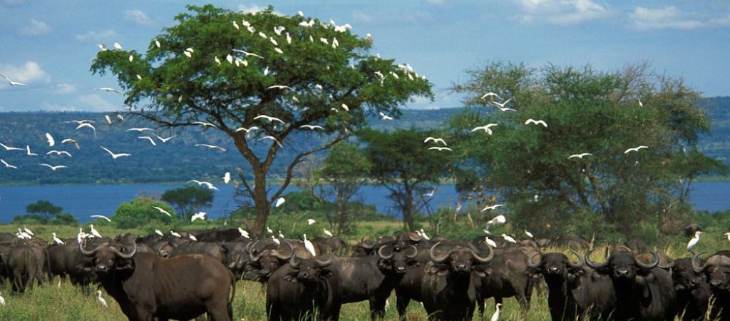 uganda family safaris 