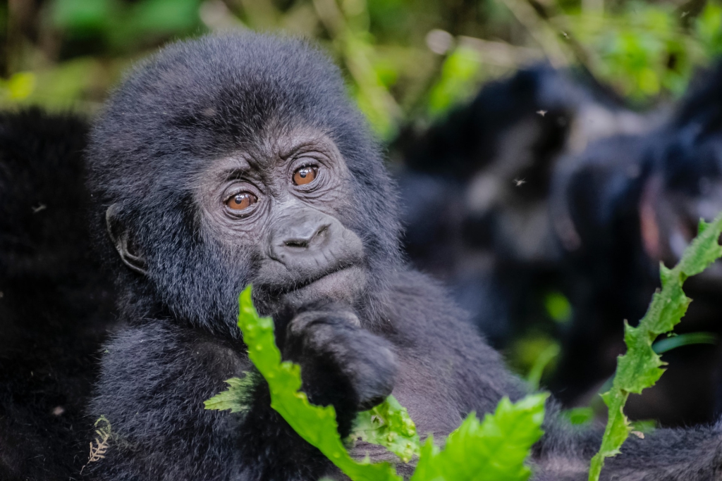 uganda gorilla trekking