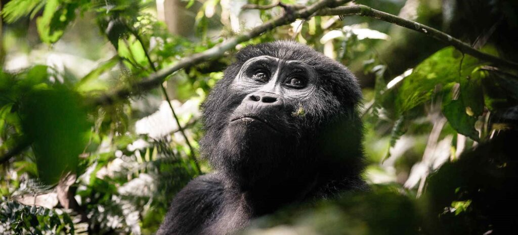 gorilla trekking cost
