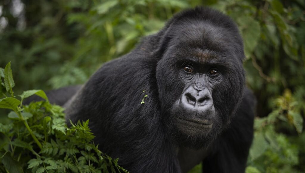 uganda gorilla trekking permits 
