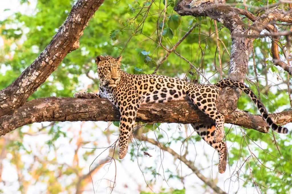 Uganda leopards