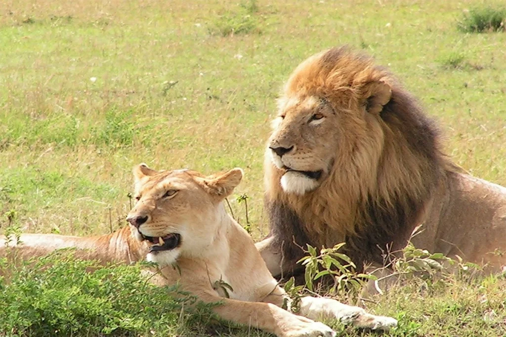 uganda lions 