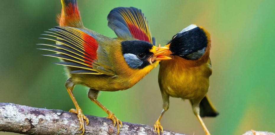 murchison falls national park birdss
