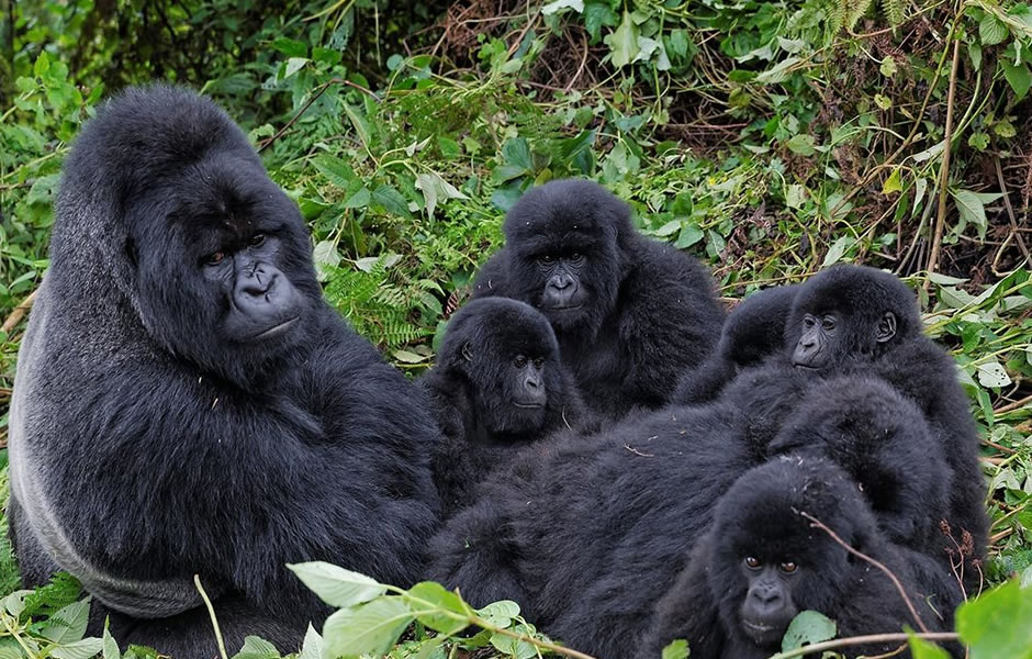 bwindi gorilla families 