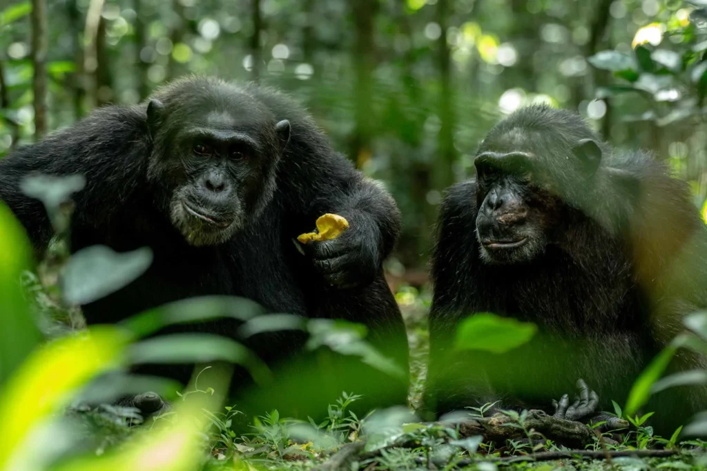 Chimpanzee habituation in Uganda