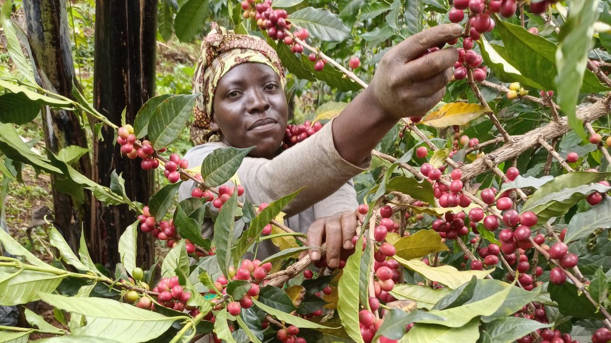 farming in uganda 