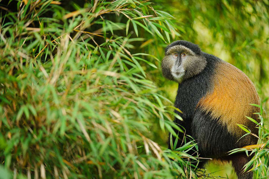 golden monkey trekking in Uganda