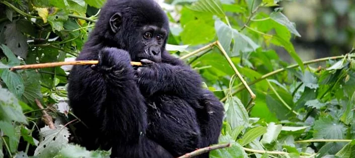 gorilla trekking uganda from Kigali