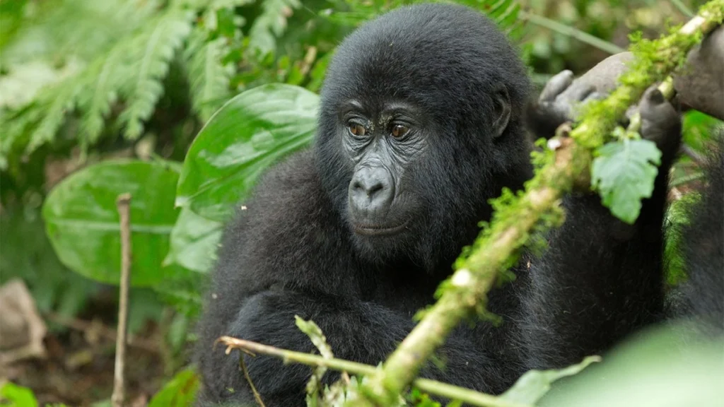 How to book Uganda gorilla permit