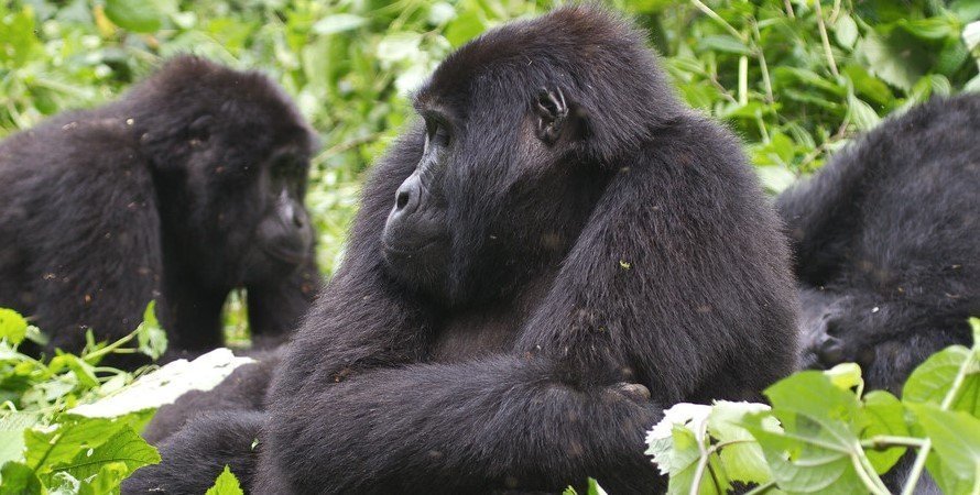 gorilla trekking rules 