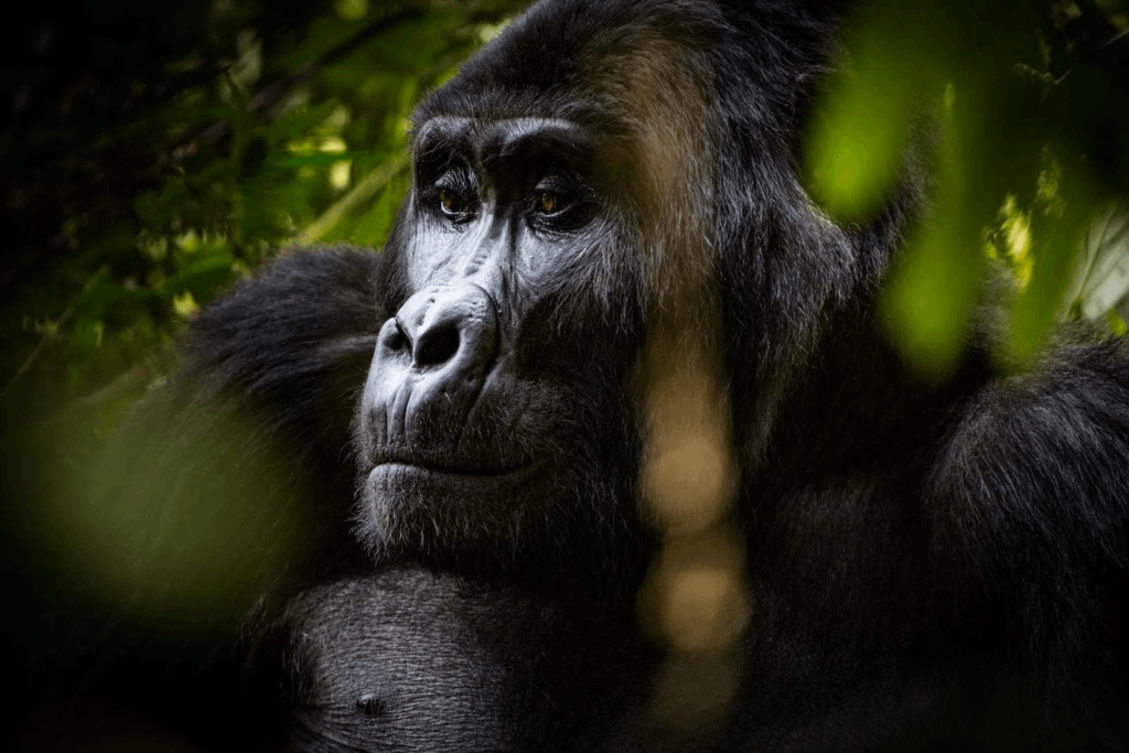  4 days fly in gorilla trekking safari
