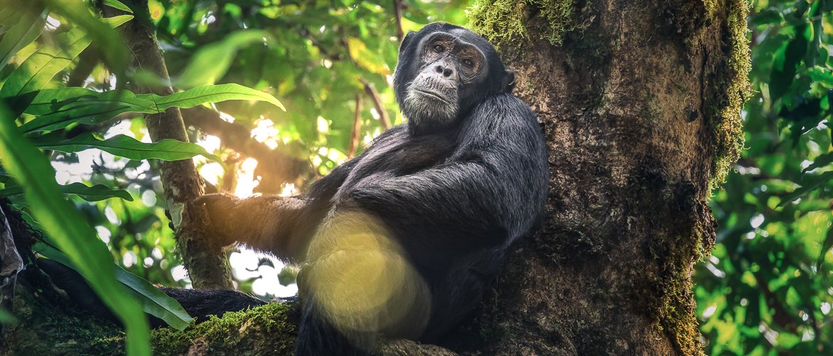 7 days primates and wildlife safari from Kigali