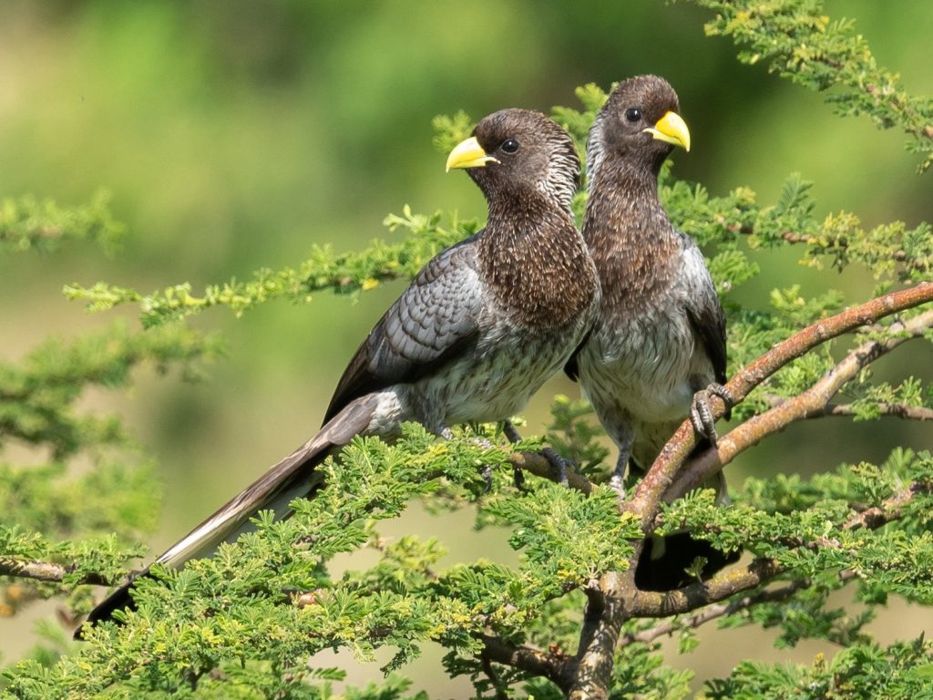 kyambura birds
