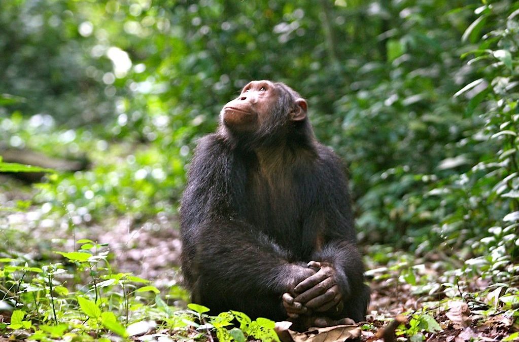 kyambura chimps