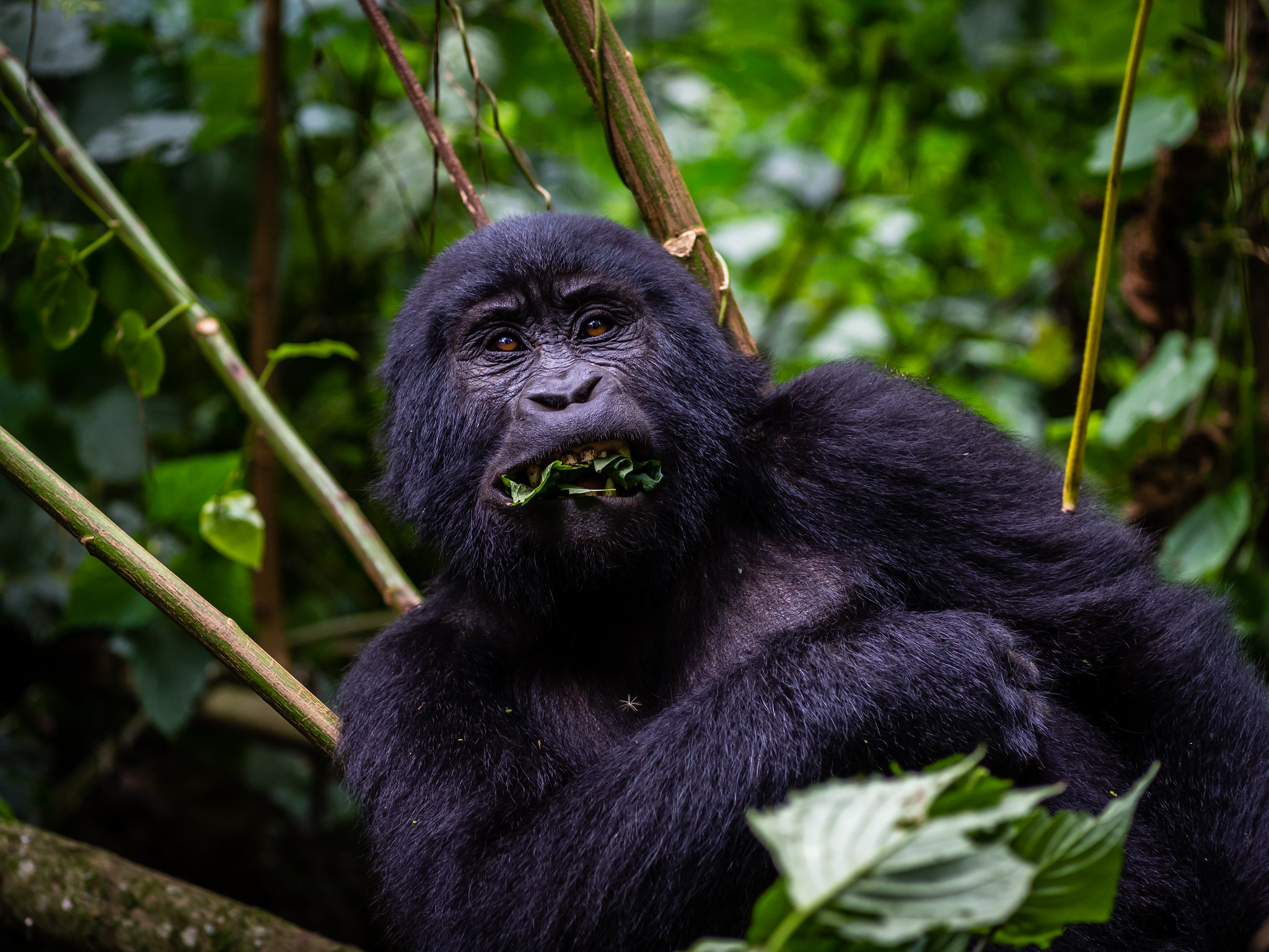  Gorilla Trekking Uganda Price