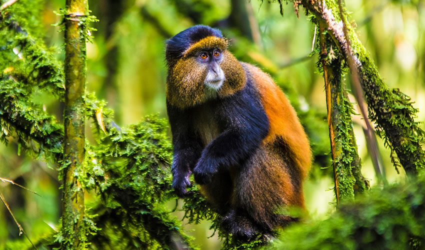  Golden Monkeys In Mgahinga National Park