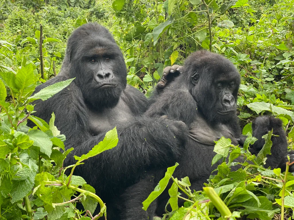 Gorillas In Africa