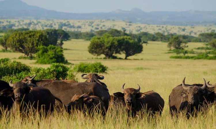 When Is The Best Time To Visit Queen Elizabeth National Park